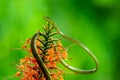 Full body shot of a Green Vine Snake Oxybelis fulgidus Royalty Free Stock Photo