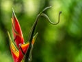 Full body shot of a Green Vine Snake Oxybelis fulgidus Royalty Free Stock Photo