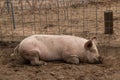 Full body shot of spotted lazy, sleepy, good natured single dirty young domestic pink laying down in his pen pig, with muddy feet, Royalty Free Stock Photo