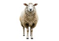 A fluffy sheep stands facing forward isolated on white background Royalty Free Stock Photo