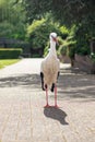 Full body shot of a single stork standing in a park - Avifauna