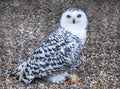 A full body shot of a Snowy Owl Nyctea scandiaca