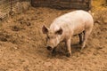 Full body shot of startled, wary, cautious single dirty young domestic pink standing pig, with muddy feet, big ears, well cared fo Royalty Free Stock Photo