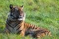 A Sumatran Tiger sitting alone.