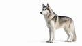 Full body of Siberian Husky dog on isolated white background