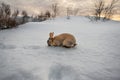 Full body from side of dark brown rabbit typical of Iceland eating a grape with the ground completely covered in snow and the Royalty Free Stock Photo