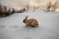 Full body from side of dark brown rabbit typical of Iceland eating a grape with the ground completely covered in snow and the