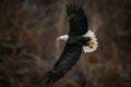 Full body view of Bald Eagle flying above the Susquehanna River in Maryland