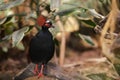 Full body of small male crested partridge is a resident breeder in lowland rainforests Royalty Free Stock Photo