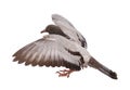 Full body of speed flying racing pigeon isolated white background