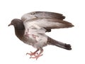 Full body of speed flying racing pigeon isolated white background