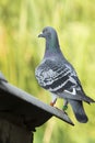 Full Body Of Speed Racing Pigeon Bird With  Check Feather Pattern  Standing Against Green Blur Background