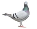 Full body of speed racing pigeon bird isolate white background