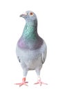 Full body of speed racing pigeon bird isolated white background