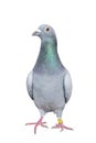 Full body of speed racing pigeon bird isolated white background Royalty Free Stock Photo