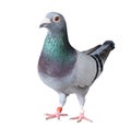 Full body of speed racing pigeon bird isolated white background Royalty Free Stock Photo
