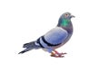 Full body of speed racing pigeon bird isolated white background Royalty Free Stock Photo