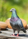 Full body of speed racing pigeon bird standing in green garden