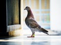 Full body speed racing pigeon standing outdoor