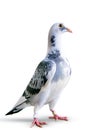 Full body of speed racing pigeon standing on white background