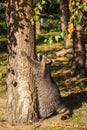 Full body of standing adult female common raccoon