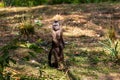 Full body of standing white-headed Capuchin New World monkey of the subfamily Cebinae