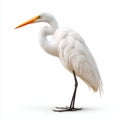 Majestic White Great Egret Bird with Orange Beak Stands Proudly Isolated on White Studio Background Royalty Free Stock Photo