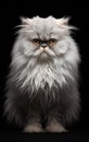 Full body studio portrait fluffy white persian cat sitting with strict expression and looking in camera isolated on black