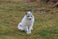 Full Body of a Swift Fox Sitting Royalty Free Stock Photo