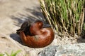 Full body of swimming male cinnamon teal duck