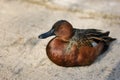 Full body of swimming male cinnamon teal duck