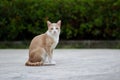 Full body of thai domestic cat standing outdoor