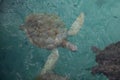 Full body top view painted hawksbill tortoise under clear aqua textured water Royalty Free Stock Photo