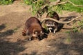 Full body of two common raccoons