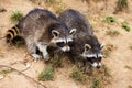 Full body of two young common raccoons