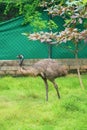 Full body view of Emu bird standing tall on the grass field near a tree in national park, Emu (Dromaius novaehollandiae) Royalty Free Stock Photo