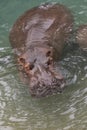 Full body view of hippo