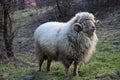 Full body view of a large male ram standing on a green grass field Royalty Free Stock Photo