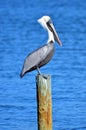 Full body view of a North American adult brown pelican perched on a weathered piling in the ocean. Royalty Free Stock Photo