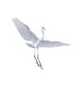 full body and wing feather of Heron, Bittern, Egret flying isolated white background