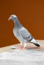 Full body of young homing pigeon bird standing on home loft