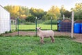 Full body of young lamb in front of pen Royalty Free Stock Photo