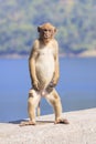 Full body of young male natural wild Rhesus macaque monkey stand