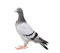 Full body of young pigeon bird isolate white background Royalty Free Stock Photo