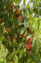 Full branch of peaches. Royalty Free Stock Photo