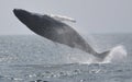 Humpback whale breach Royalty Free Stock Photo