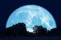 full buck moon on night sky back over silhouette forest Royalty Free Stock Photo