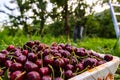 Full bucket of black sweet cherries