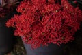 Full bucket of fresh cut red flowers Jatropha multifida, called coral plant at the greek flower shop in October.