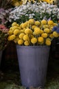 Full bucket of fresh cut yellow flowers Craspedia from the daisy family commonly known as billy buttons and woollyheads.